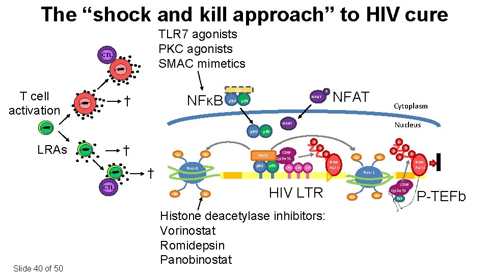 The “shock and kill approach” to HIV cure TLR 7 agonists PKC agonists SMAC