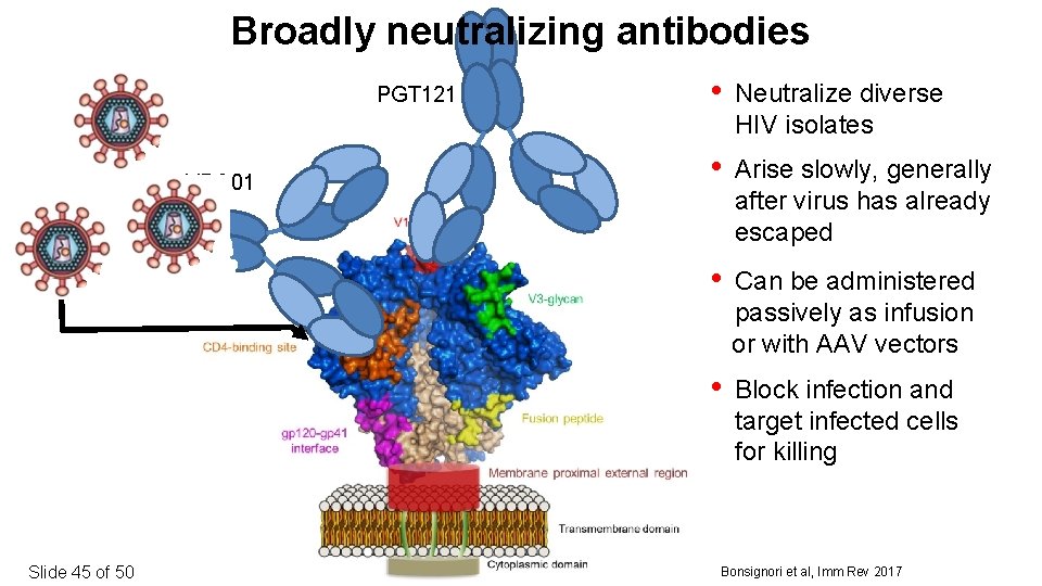 Broadly neutralizing antibodies PGT 121 VRC 01 Slide 45 of 50 • Neutralize diverse