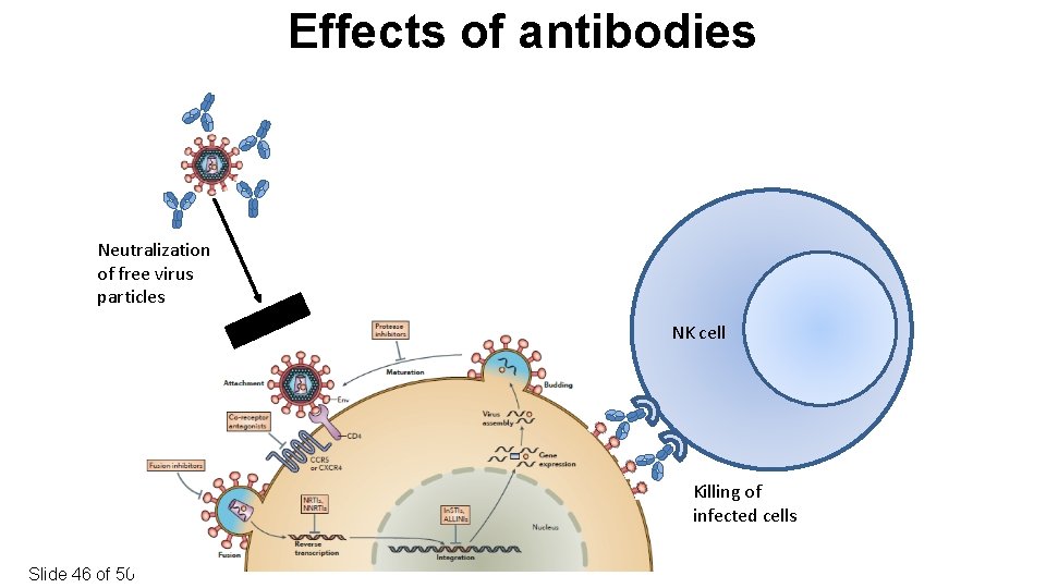 Effects of antibodies Neutralization of free virus particles NK cell Killing of infected cells