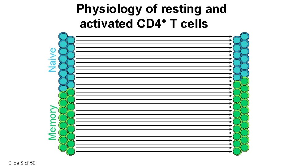 Memory Naive Physiology of resting and activated CD 4+ T cells Slide 6 of