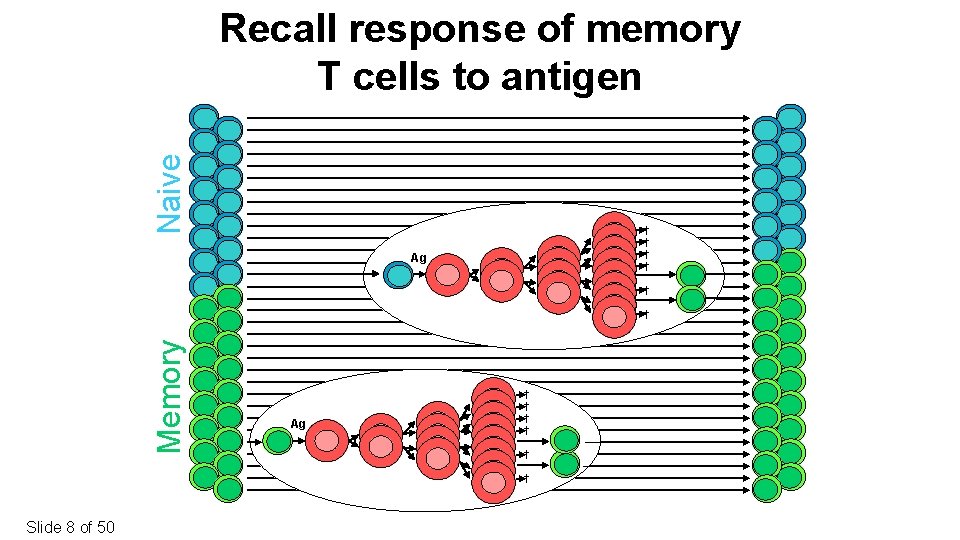 Naive Recall response of memory T cells to antigen † † Ag † Memory