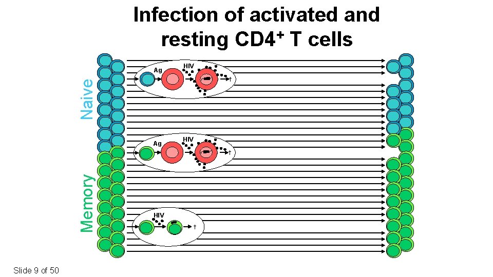 Infection of activated and resting CD 4+ T cells Ag HIV Naive † Ag