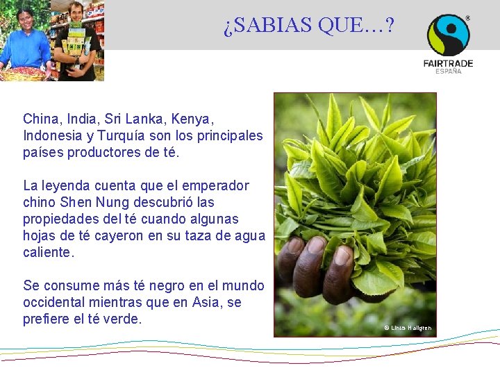 ¿SABIAS QUE…? China, India, Sri Lanka, Kenya, Indonesia y Turquía son los principales países ¿SABIAS QUE…? China, India, Sri Lanka, Kenya, Indonesia y Turquía son los principales países