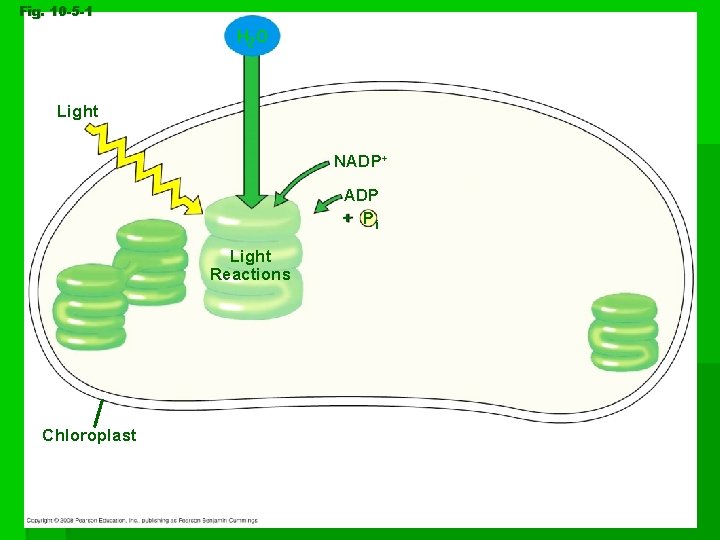 Fig. 10 -5 -1 H 2 O Light NADP+ ADP + Pi Light Reactions