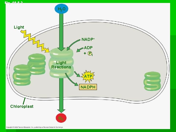 Fig. 10 -5 -2 H 2 O Light NADP+ ADP + Pi Light Reactions