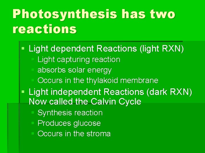 Photosynthesis has two reactions § Light dependent Reactions (light RXN) § Light capturing reaction