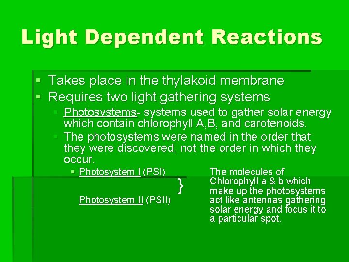 Light Dependent Reactions § Takes place in the thylakoid membrane § Requires two light