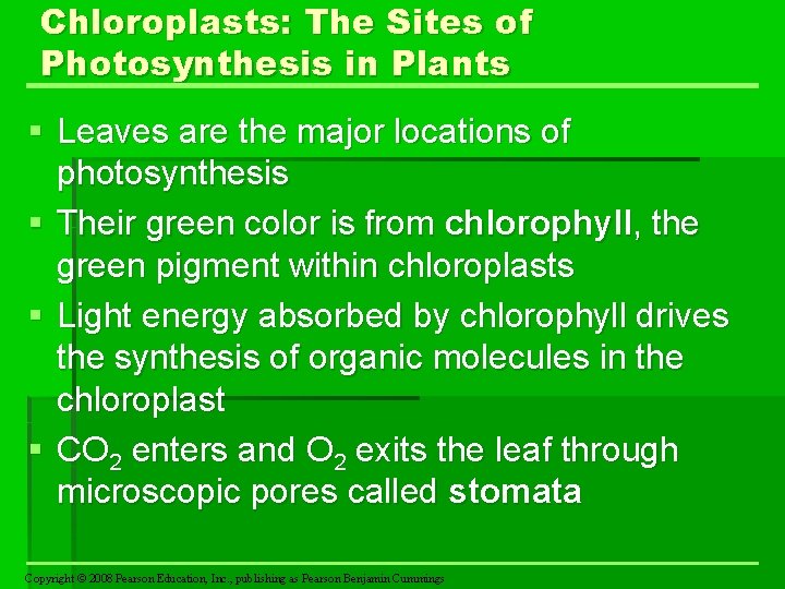 Chloroplasts: The Sites of Photosynthesis in Plants § Leaves are the major locations of
