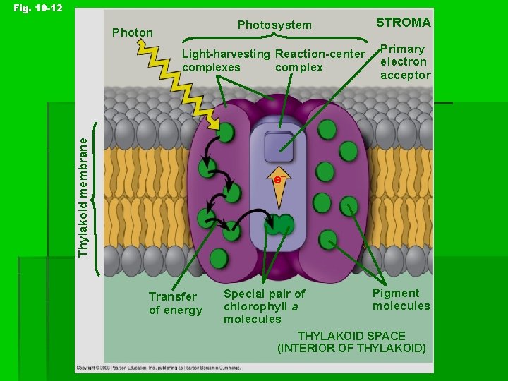 Fig. 10 -12 Photosystem STROMA Light-harvesting Reaction-center complexes Primary electron acceptor Thylakoid membrane Photon