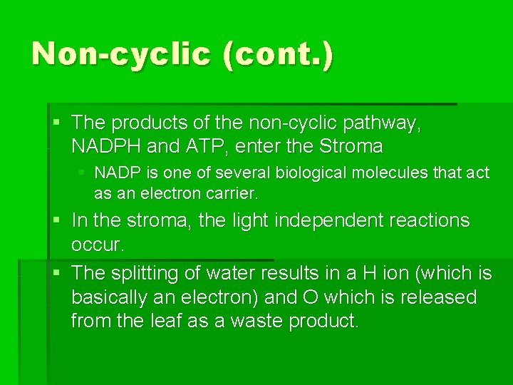 Non-cyclic (cont. ) § The products of the non-cyclic pathway, NADPH and ATP, enter