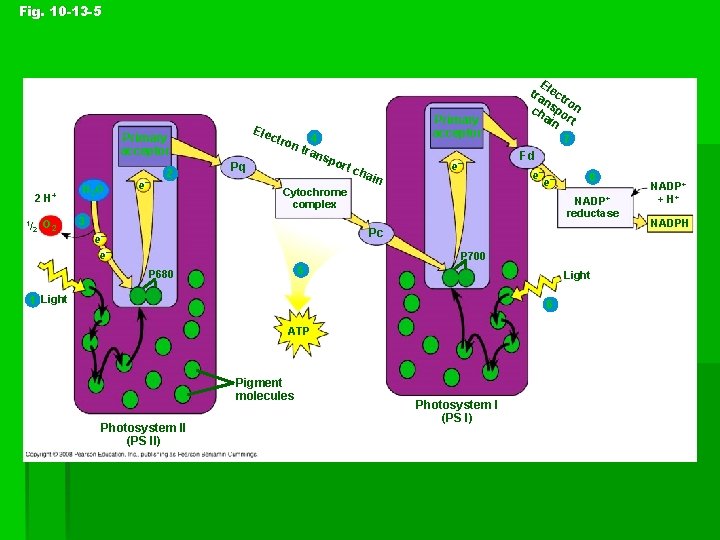 Fig. 10 -13 -5 Ele c Primary acceptor 2 H+ + 1/ O 2