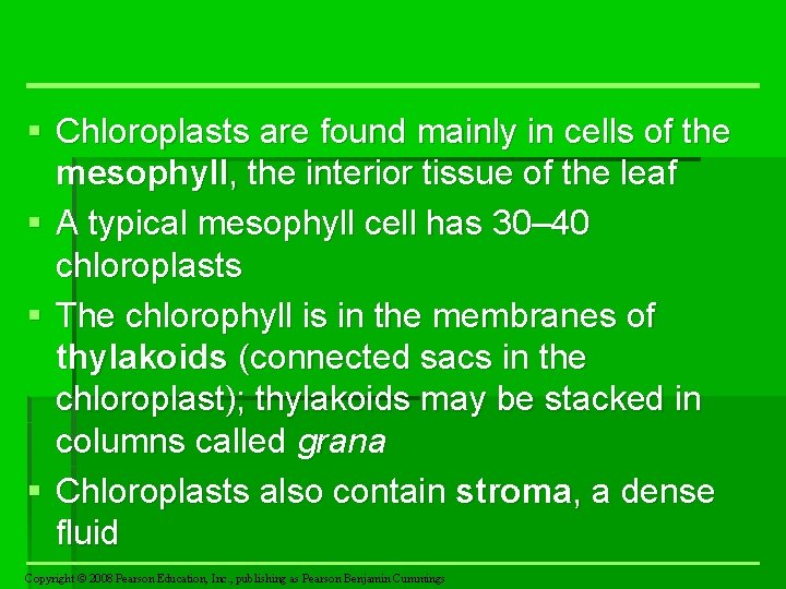 § Chloroplasts are found mainly in cells of the mesophyll, the interior tissue of