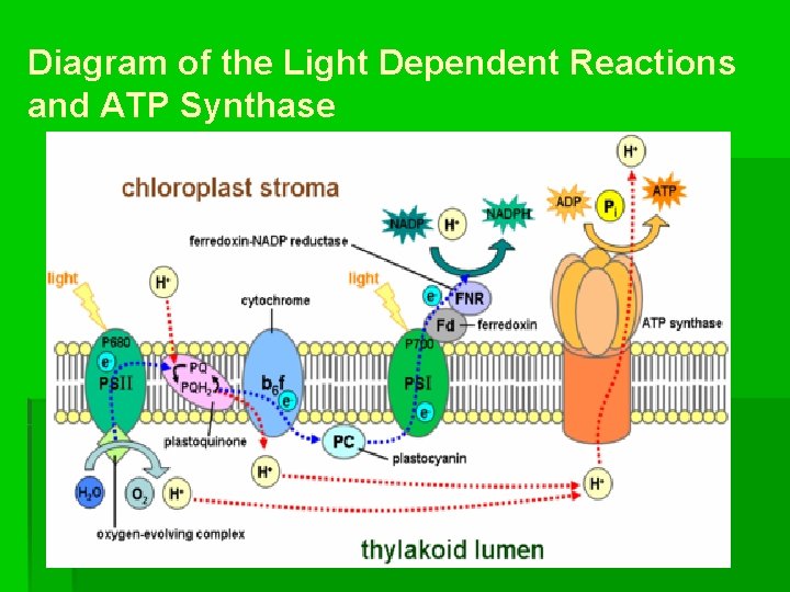 Diagram of the Light Dependent Reactions and ATP Synthase 