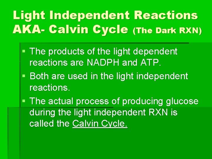 Light Independent Reactions AKA- Calvin Cycle (The Dark RXN) § The products of the