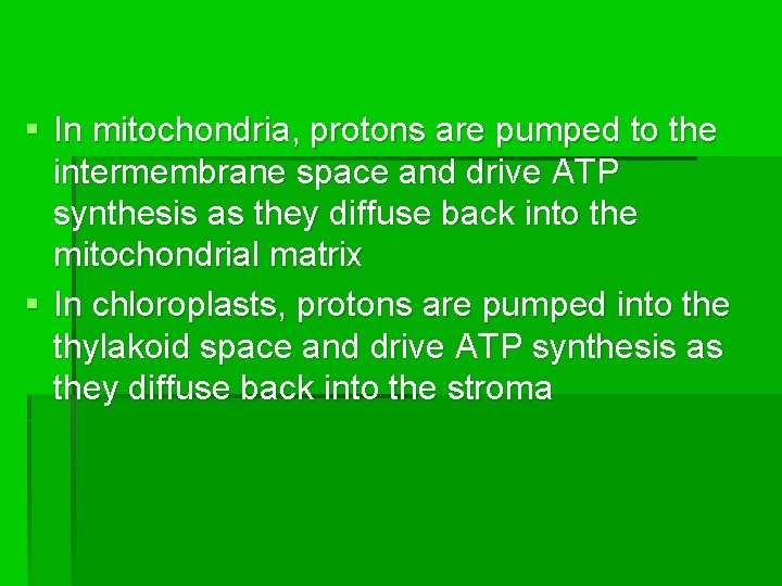 § In mitochondria, protons are pumped to the intermembrane space and drive ATP synthesis