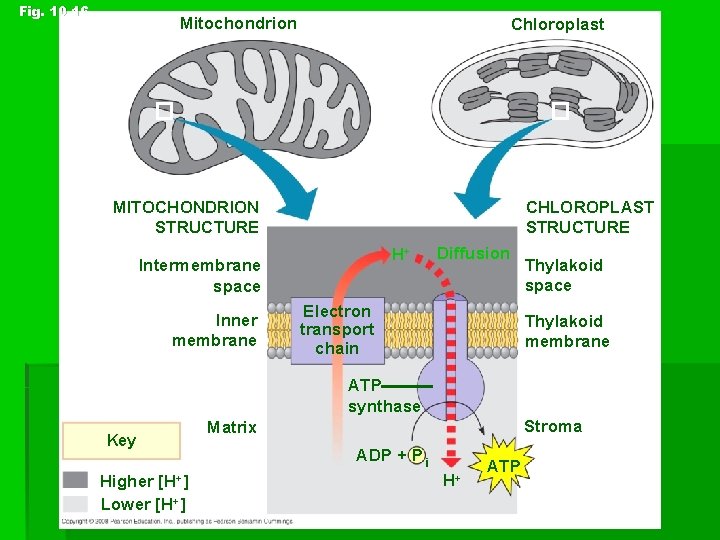 Fig. 10 -16 Mitochondrion Chloroplast MITOCHONDRION STRUCTURE CHLOROPLAST STRUCTURE H+ Intermembrane space Inner membrane
