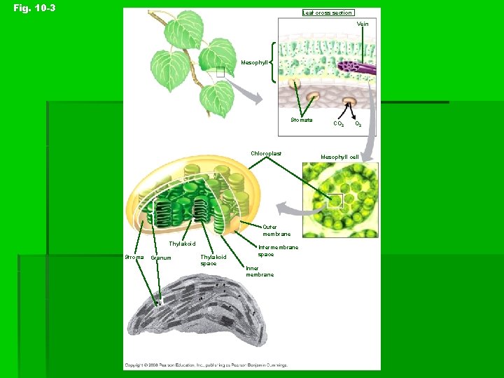 Fig. 10 -3 Leaf cross section Vein Mesophyll Stomata Chloroplast CO 2 Mesophyll cell