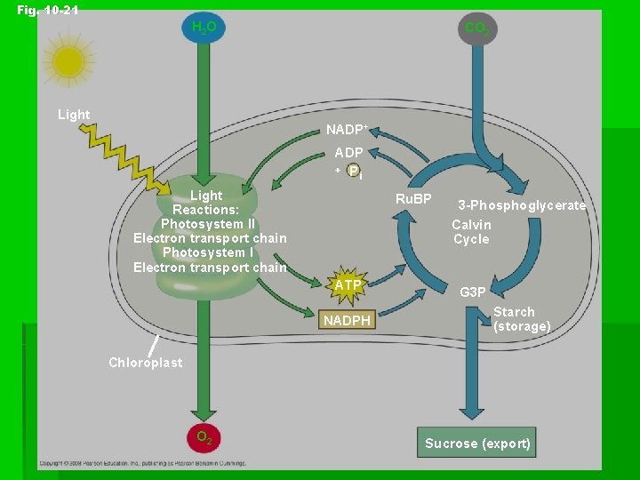 Fig. 10 -21 H 2 O CO 2 Light NADP+ ADP + P i