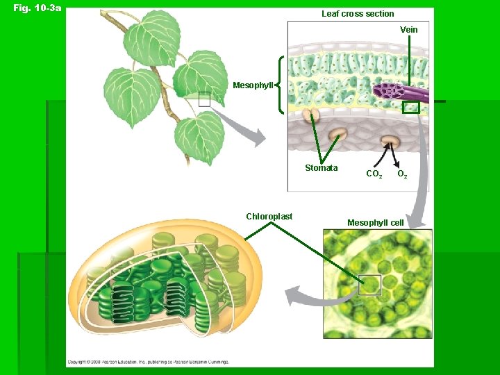 Fig. 10 -3 a Leaf cross section Vein Mesophyll Stomata Chloroplast CO 2 Mesophyll