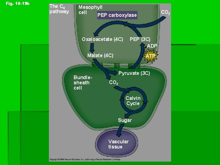 Fig. 10 -19 b The C 4 pathway Mesophyll cell PEP carboxylase Oxaloacetate (4