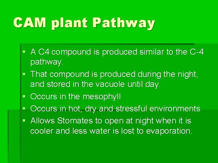 CAM plant Pathway § A C 4 compound is produced similar to the C-4
