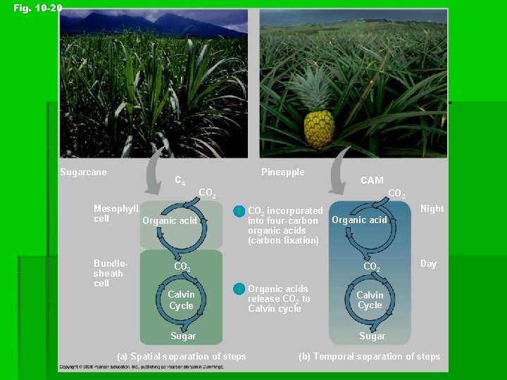 Fig. 10 -20 Sugarcane Pineapple C 4 CAM CO 2 Mesophyll cell Organic acid