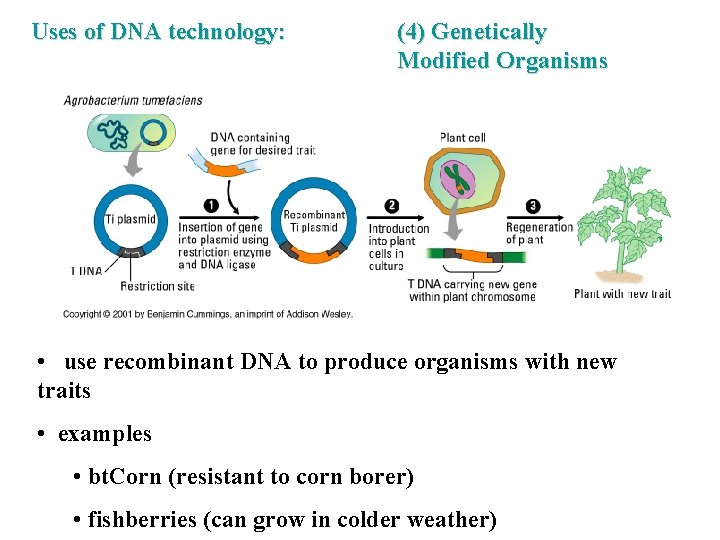 Uses of DNA technology: (4) Genetically Modified Organisms • use recombinant DNA to produce