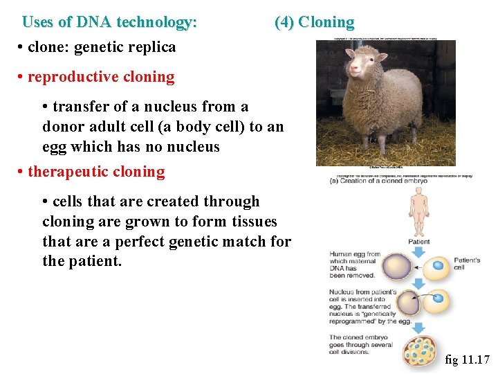 Uses of DNA technology: • clone: genetic replica (4) Cloning • reproductive cloning •