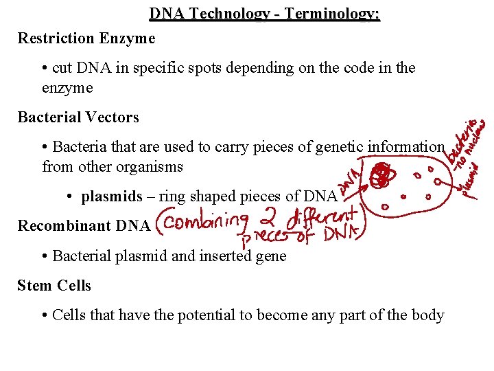 DNA Technology - Terminology: Restriction Enzyme • cut DNA in specific spots depending on