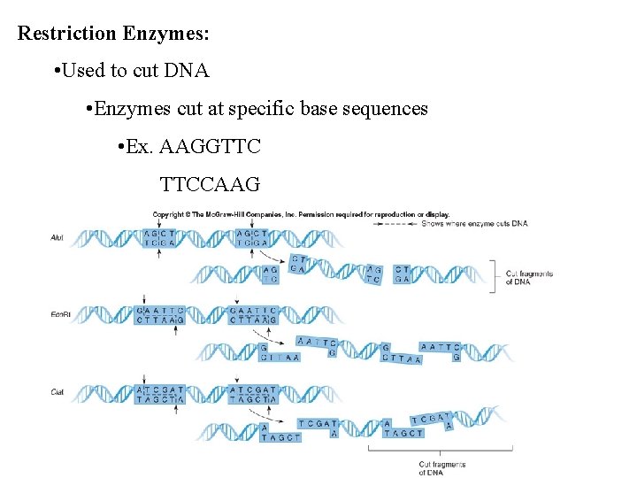 Restriction Enzymes: • Used to cut DNA • Enzymes cut at specific base sequences