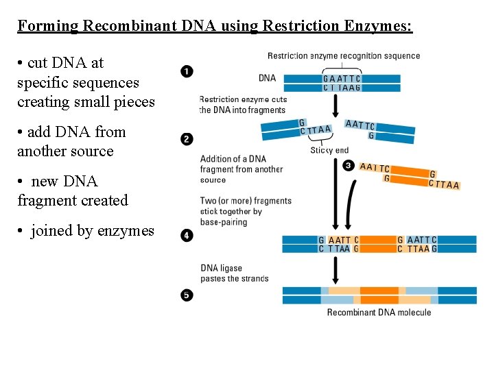 Forming Recombinant DNA using Restriction Enzymes: • cut DNA at specific sequences creating small