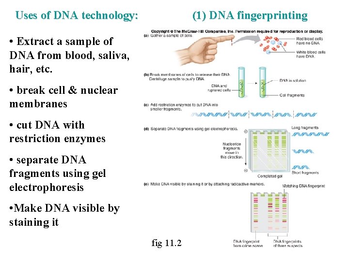 Uses of DNA technology: (1) DNA fingerprinting • Extract a sample of DNA from