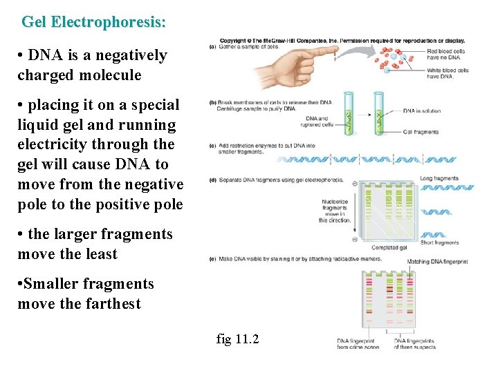 Gel Electrophoresis: • DNA is a negatively charged molecule • placing it on a