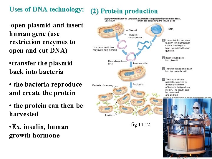 Uses of DNA technology: (2) Protein production open plasmid and insert human gene (use