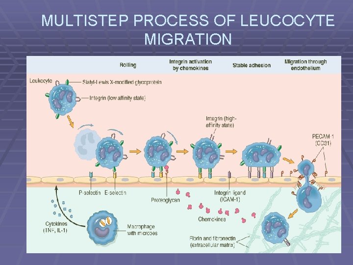 MULTISTEP PROCESS OF LEUCOCYTE MIGRATION 
