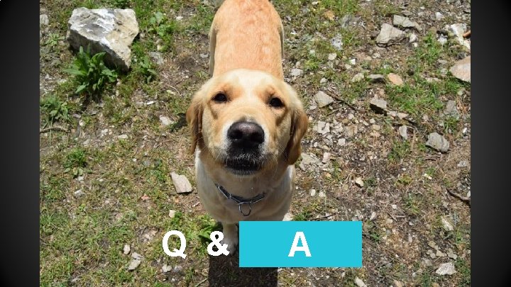 Q & A 