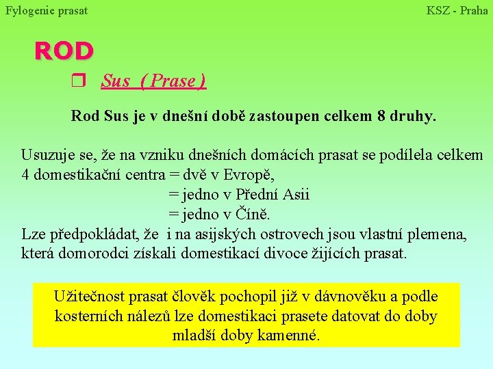 Fylogenie prasat KSZ - Praha ROD r Sus ( Prase ) Rod Sus je