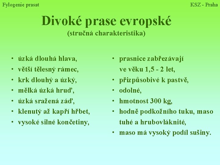 Fylogenie prasat KSZ - Praha Divoké prase evropské (stručná charakteristika) • úzká dlouhá hlava,