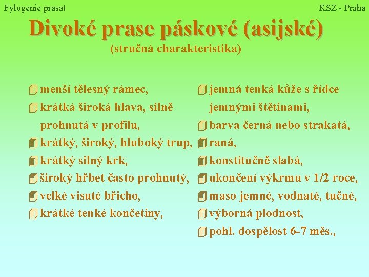 Fylogenie prasat KSZ - Praha Divoké prase páskové (asijské) (stručná charakteristika) 4 menší tělesný