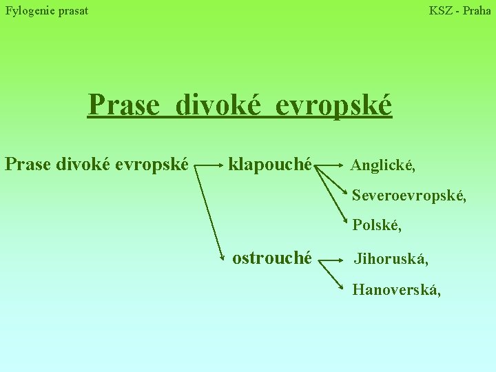 Fylogenie prasat KSZ - Praha Prase divoké evropské klapouché Anglické, Severoevropské, Polské, ostrouché Jihoruská,