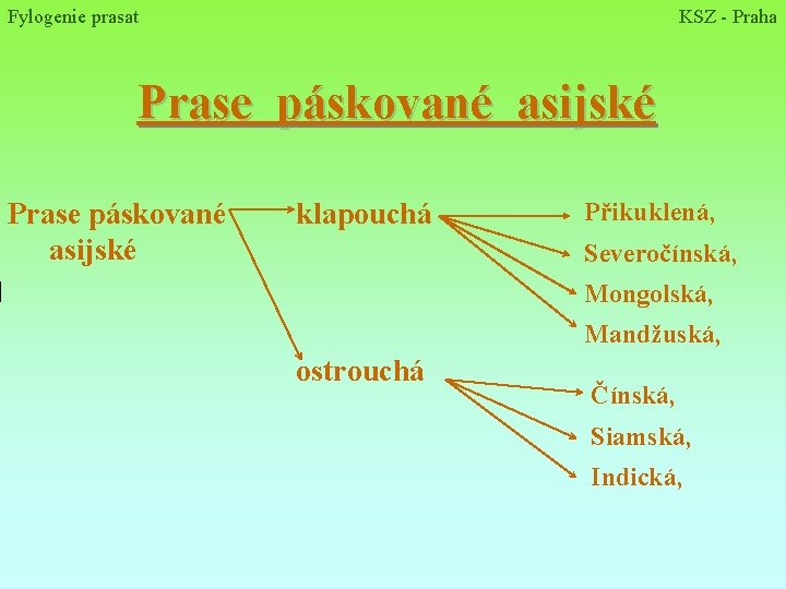 Fylogenie prasat KSZ - Praha Prase páskované asijské Prase páskované klapouchá asijské Přikuklená, Severočínská,