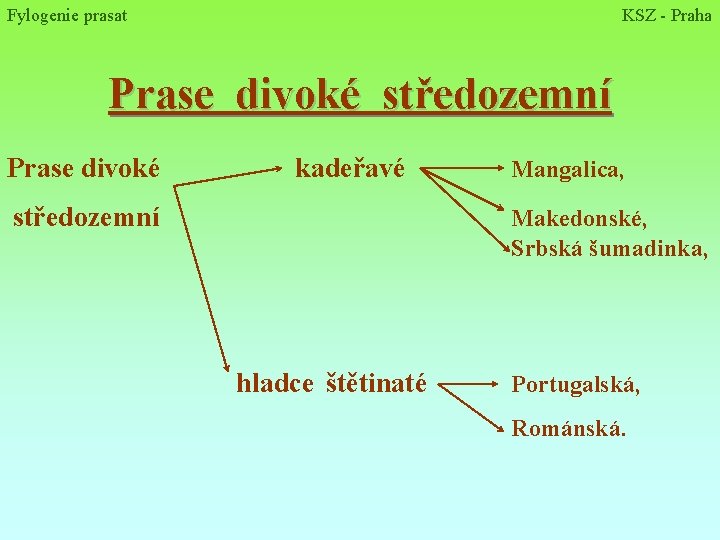 Fylogenie prasat KSZ - Praha Prase divoké středozemní Prase divoké kadeřavé středozemní Mangalica, Makedonské,