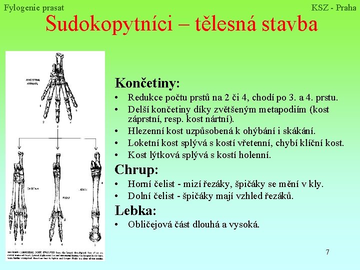 Fylogenie prasat KSZ - Praha Sudokopytníci – tělesná stavba Končetiny: • Redukce počtu prstů