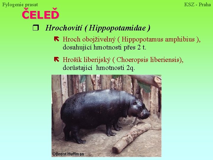 Fylogenie prasat KSZ - Praha ČELEĎ r Hrochovití ( Hippopotamidae ) ë Hroch obojživelný
