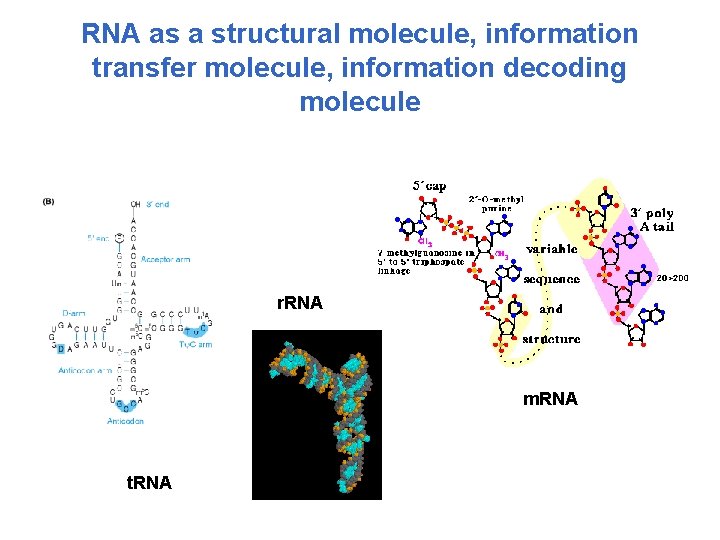 RNA as a structural molecule, information transfer molecule, information decoding molecule r. RNA m.