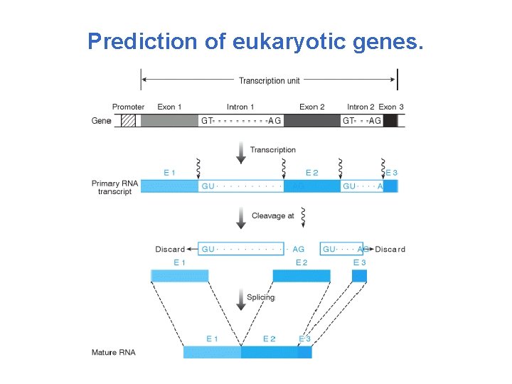 Prediction of eukaryotic genes. 