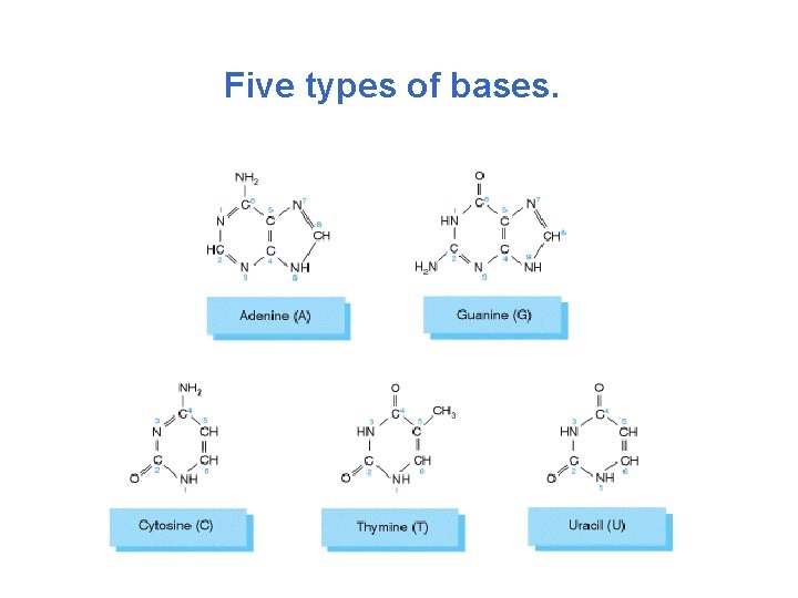 Five types of bases. 