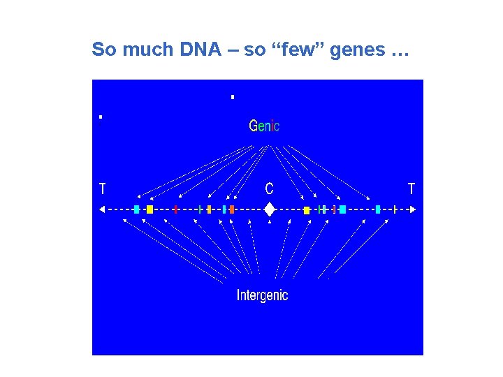 So much DNA – so “few” genes … 