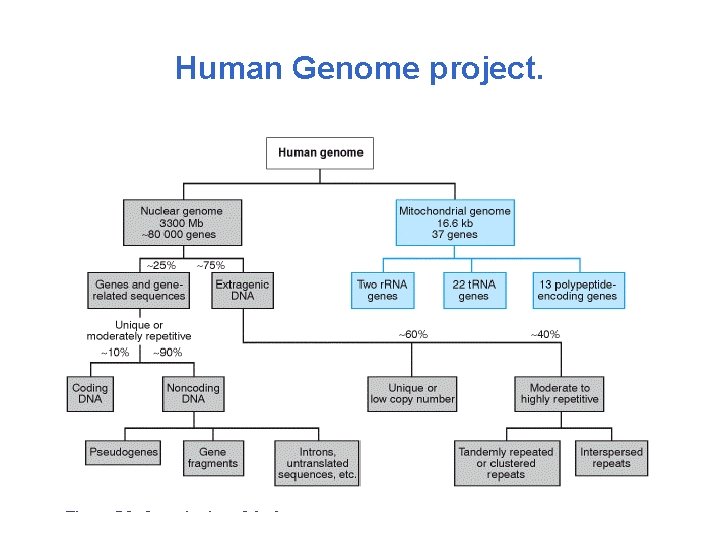 Human Genome project. 