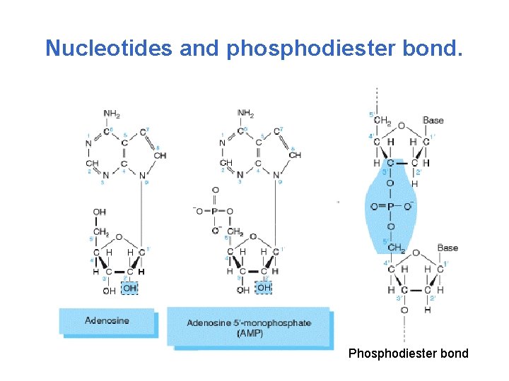 Nucleotides and phosphodiester bond. Phosphodiester bond 